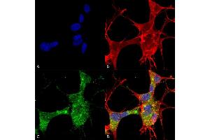 Immunocytochemistry/Immunofluorescence analysis using Mouse Anti-GFAP Monoclonal Antibody, Clone S206A-8 (ABIN1740949). (GFAP 抗体  (AA 411-422) (Atto 594))