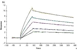 Surface Plasmon Resonance (SPR) image for Leukocyte Immunoglobulin-Like Receptor, Subfamily B (With TM and ITIM Domains), Member 4 (LILRB4) (AA 22-257) protein (His-Avi Tag) (ABIN7275191)