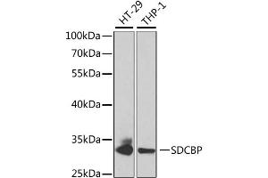 Western blot analysis of extracts of various cell lines, using SDCBP antibody. (SDCBP 抗体)