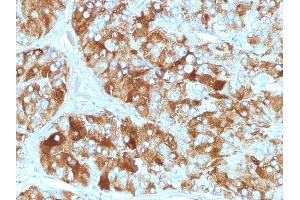 Formalin-fixed, paraffin-embedded human Adrenal Gland stained with Chromogranin A Monoclonal Antibody (CGA/413) (Chromogranin A 抗体)