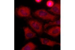 Immunofluorescence (IF) image for anti-Lactate Dehydrogenase A (LDHA) (AA 1-332), (N-Term) antibody (ABIN492379) (Lactate Dehydrogenase A 抗体  (N-Term))