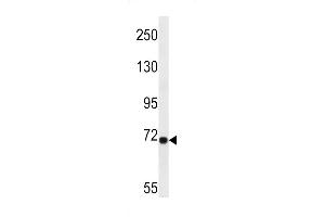 Western blot analysis in A549 cell line lysates (35ug/lane). (LRP10 抗体  (N-Term))