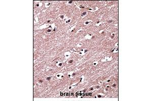 RORB Antibody (C-term) ((ABIN657975 and ABIN2846921))immunohistochemistry analysis in formalin fixed and paraffin embedded human brain tissue followed by peroxidase conjugation of the secondary antibody and DAB staining. (RORB 抗体  (C-Term))