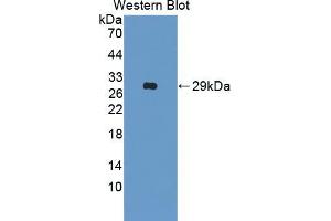 Western blot analysis of the recombinant protein. (Manic Fringe 抗体  (AA 73-310))