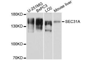 Western blot analysis of extracts of various cell lines, using SEC31A antibody. (SEC31A 抗体)