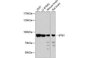 Western blot analysis of extracts of various cell lines, using IFT81 antibody  at 1:3000 dilution. (IFT81 抗体  (AA 550-676))