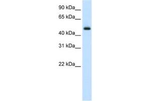 Western Blotting (WB) image for anti-E74-Like Factor 3 (Ets Domain Transcription Factor, Epithelial-Specific) (ELF3) antibody (ABIN2460403) (ELF3 抗体)