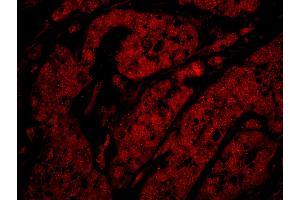 Immunofluorescence (IF) image for anti-RAD9 Homolog A (S. Pombe) (RAD9A) (C-Term) antibody (ABIN7449007) (RAD9A 抗体  (C-Term))