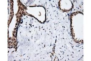 Immunohistochemical staining of paraffin-embedded prostate tissue using anti-APP mouse monoclonal antibody. (APP 抗体)