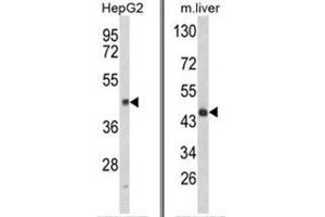 (LEFT) Western blot analysis of HPD Antibody (N-term) in HepG2 cell line lysates (35ug/lane). (HPD 抗体  (N-Term))