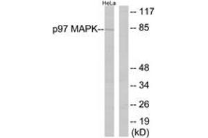 Western Blotting (WB) image for anti-Mitogen-Activated Protein Kinase 6 (MAPK6) (AA 155-204) antibody (ABIN2888833) (MAPK6 抗体  (AA 155-204))