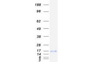 Western Blotting (WB) image for Peripheral Myelin Protein 2 (PMP2) protein (Myc-DYKDDDDK Tag) (ABIN2729215)