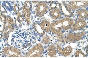 Human kidney (ADH4 抗体  (Middle Region))