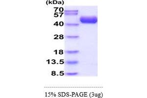 SDS-PAGE (SDS) image for Complement Decay-Accelerating Factor (CD55) (AA 35-353) protein (His tag) (ABIN5855076) (CD55 Protein (AA 35-353) (His tag))