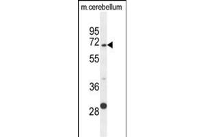 GPC5 Antibody (N-term) (ABIN654635 and ABIN2844331) western blot analysis in mouse cerebellum tissue lysates (35 μg/lane). (GPC5 抗体  (N-Term))