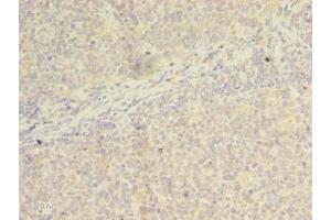 Immunohistochemistry of paraffin-embedded human tonsil tissue using ABIN7175746 at dilution of 1:100 (WDR37 抗体  (AA 1-264))