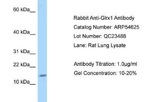 Western Blotting (WB) image for anti-Glutaredoxin 1 (GRX1) (Middle Region) antibody (ABIN2785806) (Glutaredoxin 1 抗体  (Middle Region))