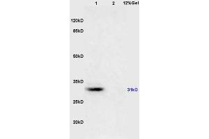 L1 mouse brain lysates L2 mouse kidney lysates probed with Anti 14-3-3(Alpha/Beta/Gamma/Delta/Epsilon) Polyclonal Antibody, Unconjugated (ABIN726710) at 1:200 overnight at 4 °C. (14-3-3 Pan (AA 174-245) 抗体)