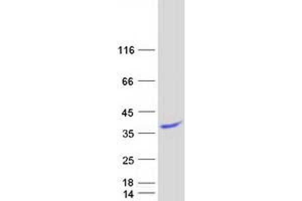BLOC1S3 Protein (Myc-DYKDDDDK Tag)