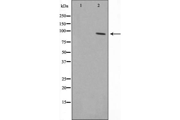 ZNF148 抗体  (N-Term)