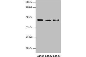 Western blot All lanes: RNF34 antibody at 1. (RNF34 抗体  (AA 1-220))