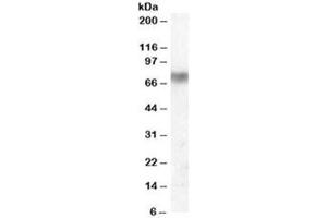 Western blot testing of human lung lysate with Lactoperoxidase antibody at 0. (LPO 抗体)