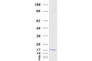 FAM136A Protein (Myc-DYKDDDDK Tag)