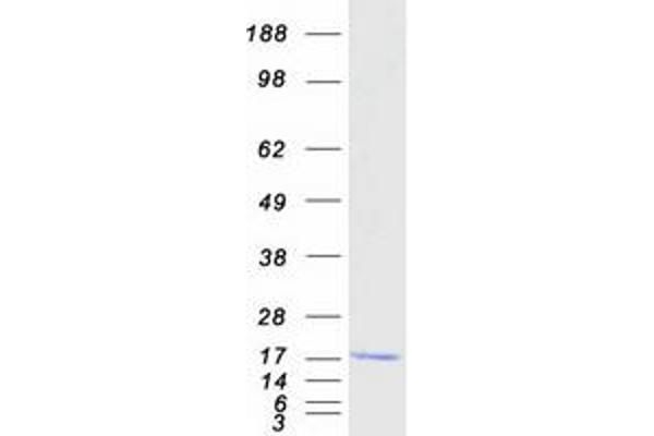 FAM136A Protein (Myc-DYKDDDDK Tag)