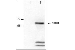 Antigen:  Lane-1: Alexander cells lysate  Lane-2: Alexander cells transfected with NR1H4 lysate  Primary Antibody: Anti-NR1H4 monoclonal (PA322-1. (NR1H4 抗体  (Isoform 2))