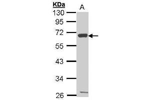 WB Image Sample (30 ug of whole cell lysate) A: Hep G2 , 10% SDS PAGE antibody diluted at 1:1000 (CXCR1 抗体  (C-Term))