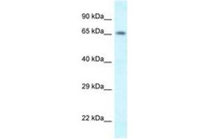 Image no. 1 for anti-Sh3kbp1 Binding Protein 1 (SHKBP1) (N-Term) antibody (ABIN6747563) (SHKBP1 抗体  (N-Term))