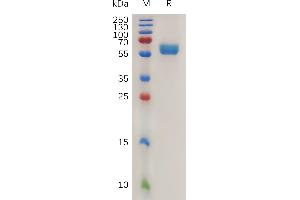 Mouse 4-1BB Ligand Protein, hFc Tag on SDS-PAGE under reducing condition.