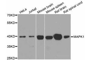 Western Blotting (WB) image for anti-Mitogen-Activated Protein Kinase 1 (MAPK1) (AA 200-300) antibody (ABIN3020728)