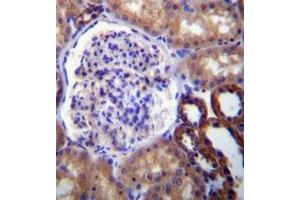 Immunohistochemistry analysis in formalin fixed and paraffin embedded human kidney tissue reacted with FUT6 Antibody (N-term) followed by peroxidase conjugation of the secondary antibody and DAB staining. (FUT6 抗体  (N-Term))