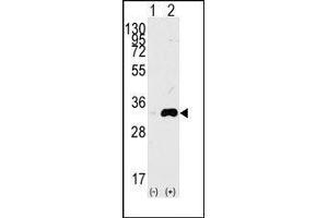 Western blot analysis of CDK1(arrow) using rabbit polyclonal CDK1 Antibody. (CDK1 抗体  (Thr14))