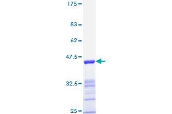 ESR2 Protein (AA 22-121) (GST tag)