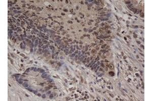 Image no. 1 for anti-Jun Proto-Oncogene (JUN) antibody (ABIN1498937) (C-JUN 抗体)