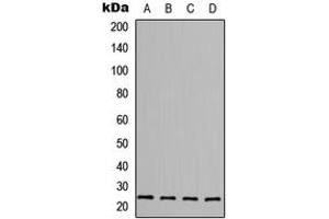Western blot analysis of FGF6 expression in MCF7 (A), HepG2 (B), Raw264. (FGF6 抗体  (C-Term))
