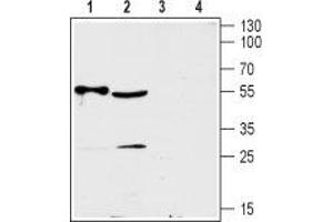 Western blot analysis of rat heart (lanes 1 and 3) and mouse brain (lanes 2 and 4) lysates:  - 1,2.