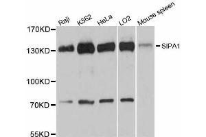 Western blot analysis of extracts of various cell lines, using SIPA1 antibody (ABIN5998810) at 1:3000 dilution. (SIPA1 抗体)
