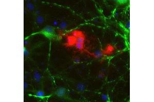 Indirect immunostaining of PFA fixed rat hippocampus neurons and oligodendrocytes with anti-CNP 1 (dilution 1 : 500; red) and rabbit anti-MAP 2 (ABIN1742387, dilution 1 : 1000; green).