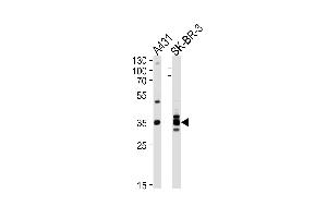 Western blot analysis of lysates from A431, SK-BR-3 cell line (from left to right), using ANXA2 Antibody at 1:1000 at each lane. (Annexin A2 抗体  (C-Term))