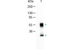 Image no. 1 for Goat anti-Mouse IgG (Whole Molecule) antibody (Alkaline Phosphatase (AP)) (ABIN300672) (山羊 anti-小鼠 IgG (Whole Molecule) Antibody (Alkaline Phosphatase (AP)))