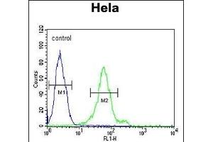 DDX47 Antibody (C-term) (ABIN652169 and ABIN2840575) flow cytometric analysis of Hela cells (right histogram) compared to a negative control cell (left histogram). (DDX47 抗体  (C-Term))