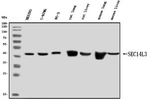 Western blot analysis of SEC14L3/TAP2 using anti-SEC14L3/TAP2 antibody (ABIN7601623).