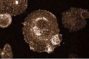 Immunofluorescent staining of Hs 766T cells. (RAS 抗体  (AA 1-190))