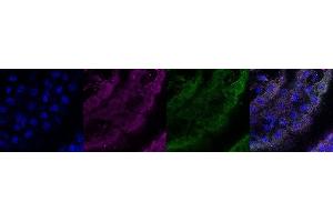 Immunohistochemistry (IHC) image for anti-Coiled-Coil Domain Containing 153 (CCDC153) antibody (ABIN7456016) (CCDC153 抗体)