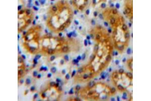 Used in DAB staining on fromalin fixed paraffin-embedded kidney tissue (Arc 抗体  (AA 96-356))
