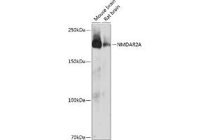 Western blot analysis of extracts of various cell lines, using NMDA antibody (ABIN7267420) at 1:1000 dilution. (NMDAR2A 抗体)