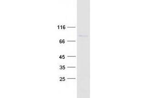 Western Blotting (WB) image for PAN3 Poly(A) Specific Ribonuclease Subunit Homolog (PAN3) protein (Myc-DYKDDDDK Tag) (ABIN2728196)